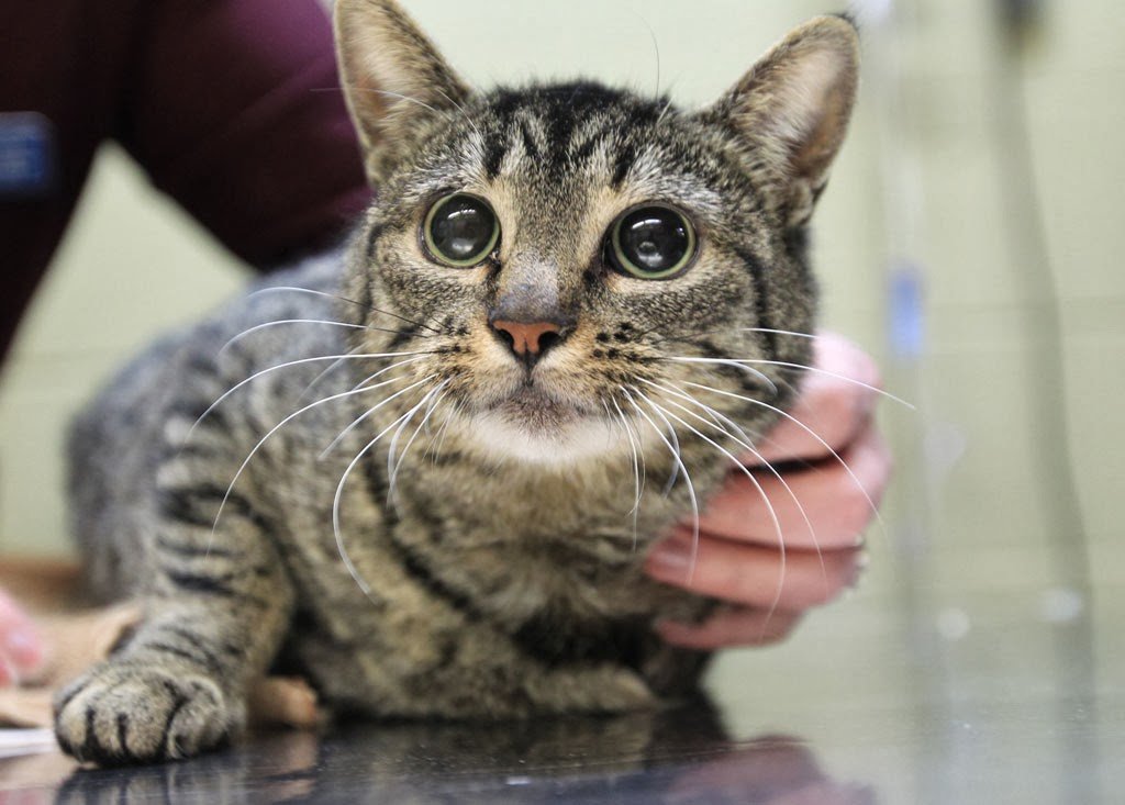 Кишечная непроходимость у кошек - «айболит плюс» - сеть ветеринарных клиник