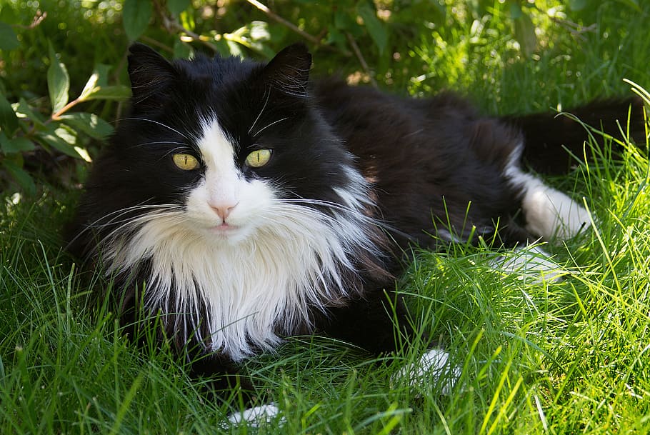 Норвежская лесная кошка: фото, описание породы, характер, цены
