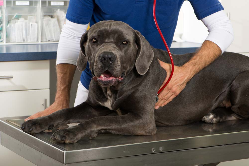 Парвовирусный энтерит у собак и кошек: причины, симптомы, лечение и профилактика