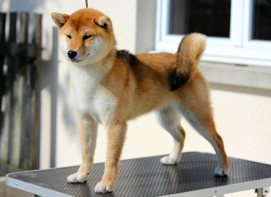 Тайский риджбек (тдр): описание породы собак с фото и видео