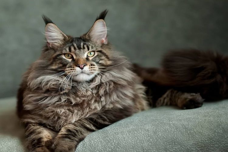 Мэнкс (мэнская бесхвостая кошка): история, внешность, характер и здоровье