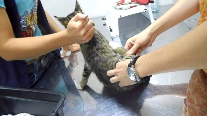 Как делать массаж задних лап кошкам и котам