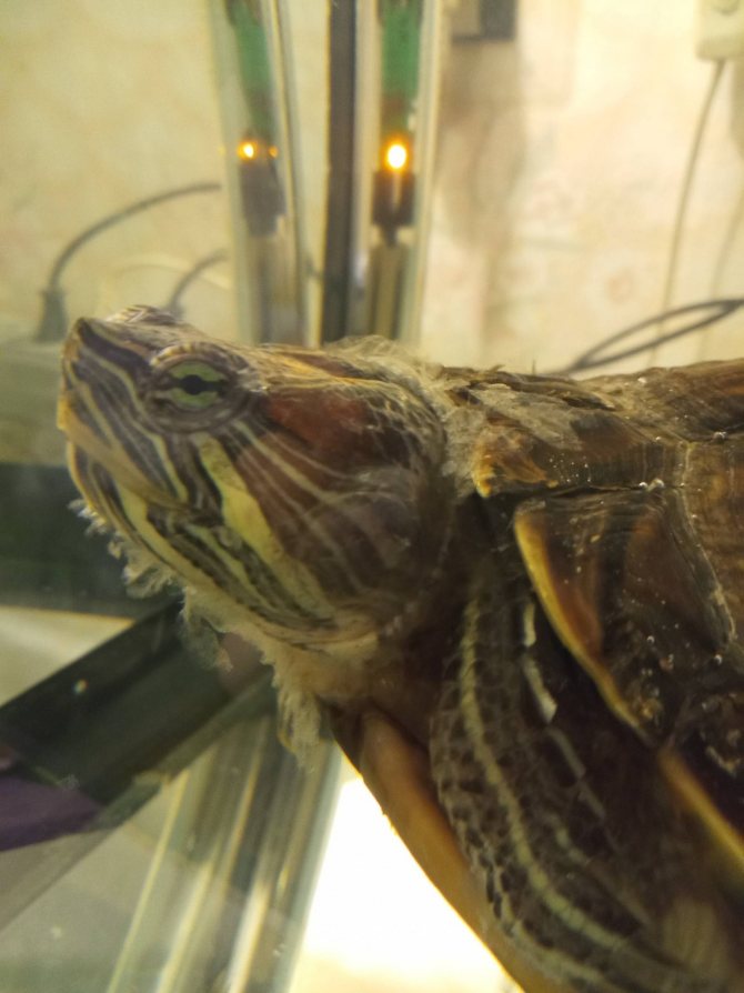 Красноухая черепаха: болезни и лечение в домашних условиях