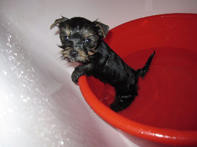 С какого возраста можно купать щенка? как мыть собаку?