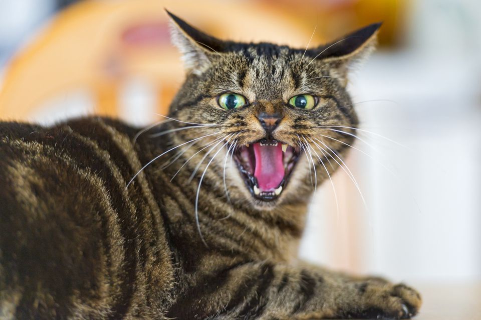 Агрессия кошки: виды, причины и что делать, если кошка кусается и нападает на хозяев