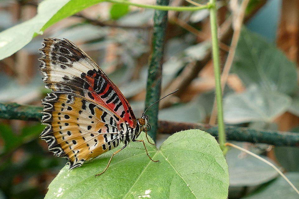 Особенности бабочек — образ жизни и виды. чем питаются бабочки в природе — разбираемся по пунктам