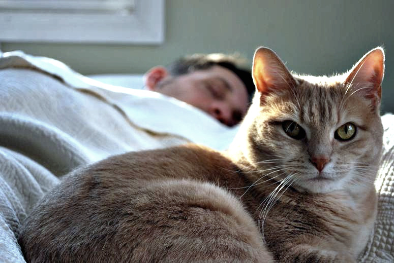 ᐉ как место сна кошки по приметам влияет на жизнь хозяина - zoovet24.ru