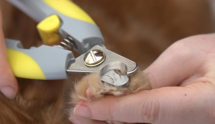 Как стричь когти морской свинке? когда нужно их подстригать? что нужно для стрижки когтей в домашних условиях?