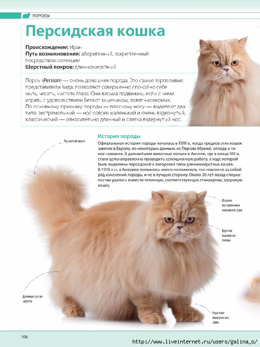 Коты с кисточками на ушах - порода | страж чистоты