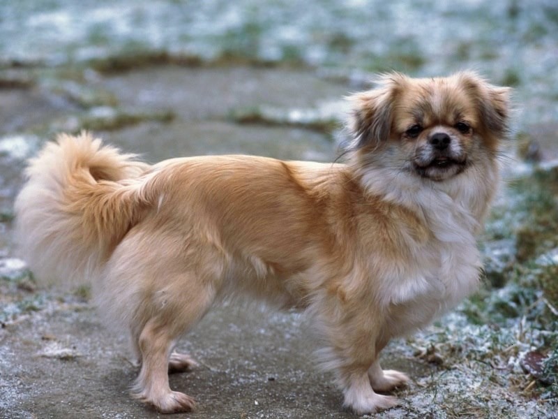 Тибетский спаниель собака. описание, особенности, уход и цена породы | sobakagav.ru