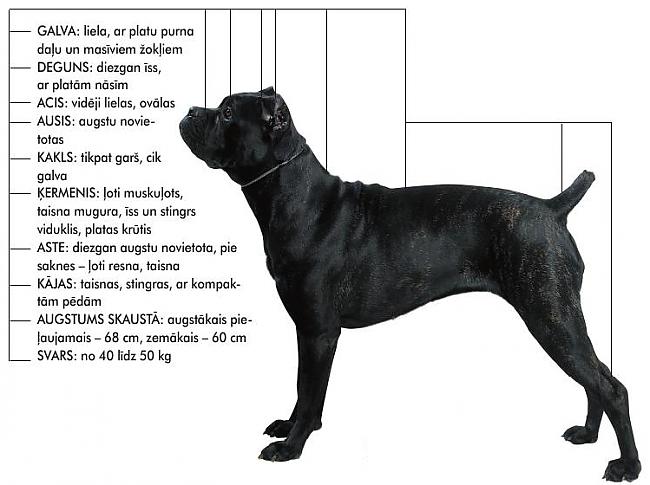 Кане корсо: описание стандарта породы собак с фото, характеристика итальяно, питомники, отрицательные отзывы владельцев и сколько стоит щенок итальянского мастифа