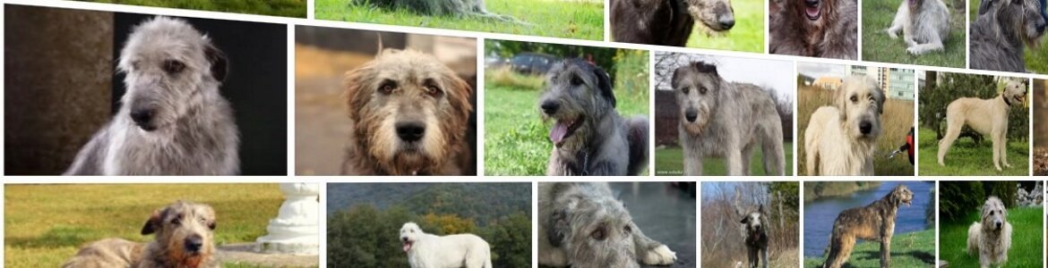 Доги порода собак: разновидности, как выглядит дог, описание с фото и названиями | petguru