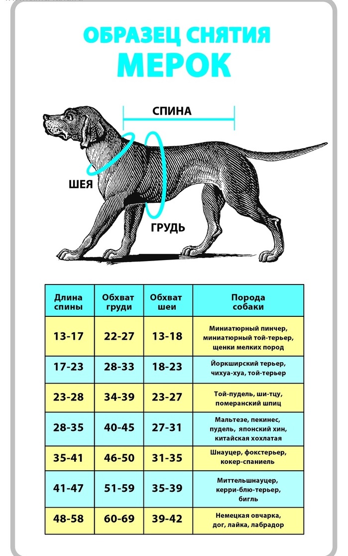 Температура тела у собаки в норме и при болезни
