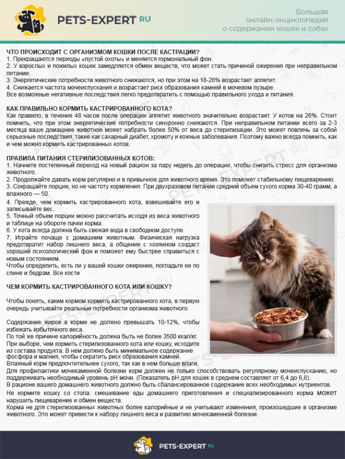 Чем и как кормить кошку правильно: что можно давать и сколько на supersadovnik.ru