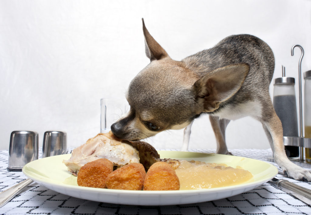 Можно ли щенку давать куриное мясо? какую курицу (сырую, вареную или жареную) можно давать маленькому щенку