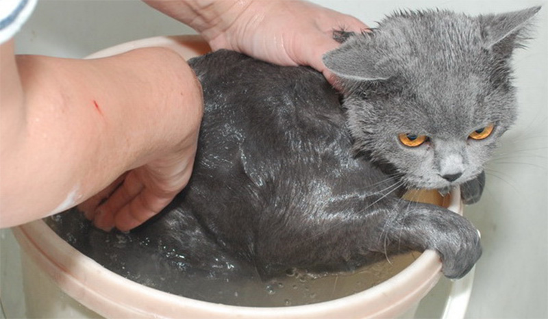 Можно мыть кошку мылом. Мытье кота. Британская кошка купается. Британский кот моется. Умывающийся британец.