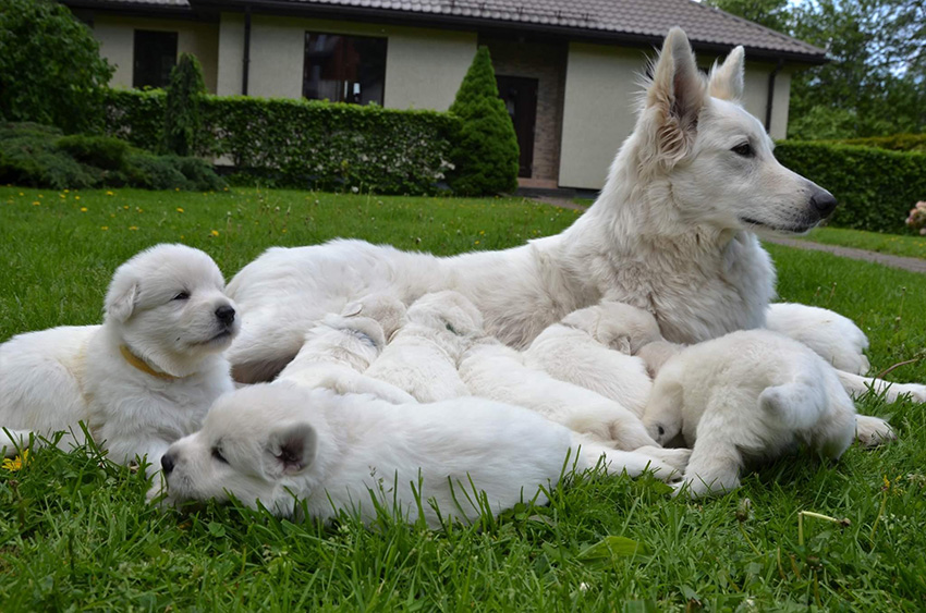 Белая швейцарская овчарка — описание и обзор стандартов породы. 110 фото и видео советы по выбору щенков