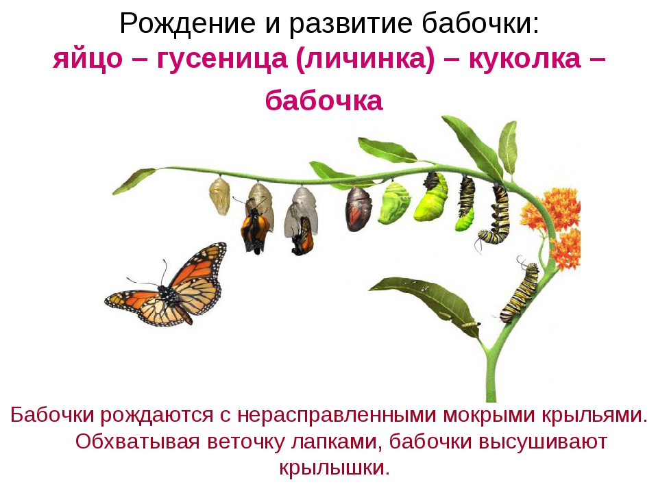 Какой тип питания характерен для крапивницы изображенной. Развитие бабочки с полным превращением. Цикл развития насекомых бабочки. Размножение бабочек схема. Фазы развития гусеницы.