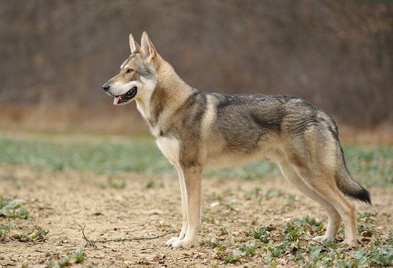 Волкособ: описание породы, характер собаки и щенка, фото, цена