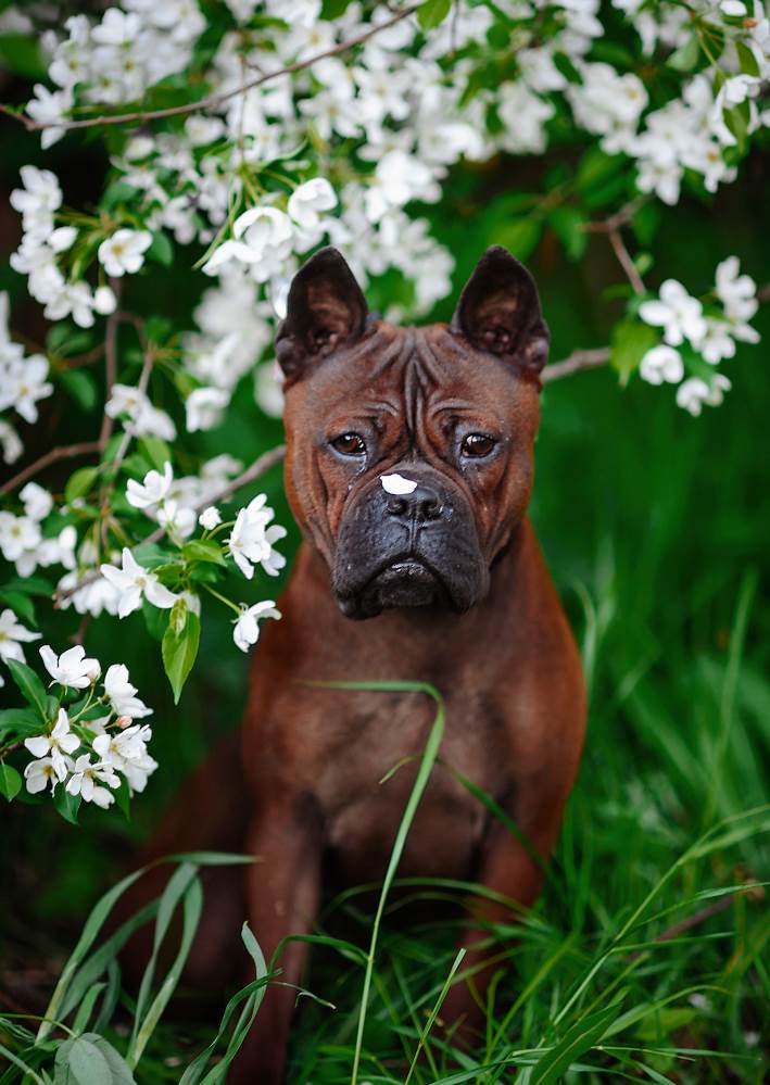 Чунцин (китайский бульдог): описание породы собак с фото и видео