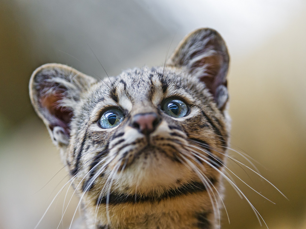 Кошка сафари: описание породы и особенности характера