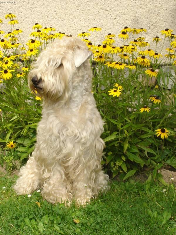 Ирландский пшеничный терьер - 95 фото мягкошерстной собаки и особенности ухода за ней