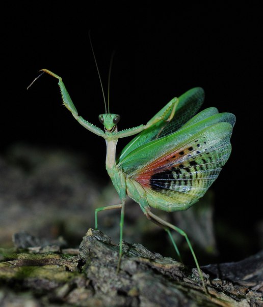 Богомол – поразительное насекомое