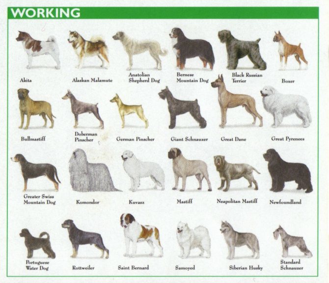 Крупные породы собак. описания, названия и фото собак крупных пород