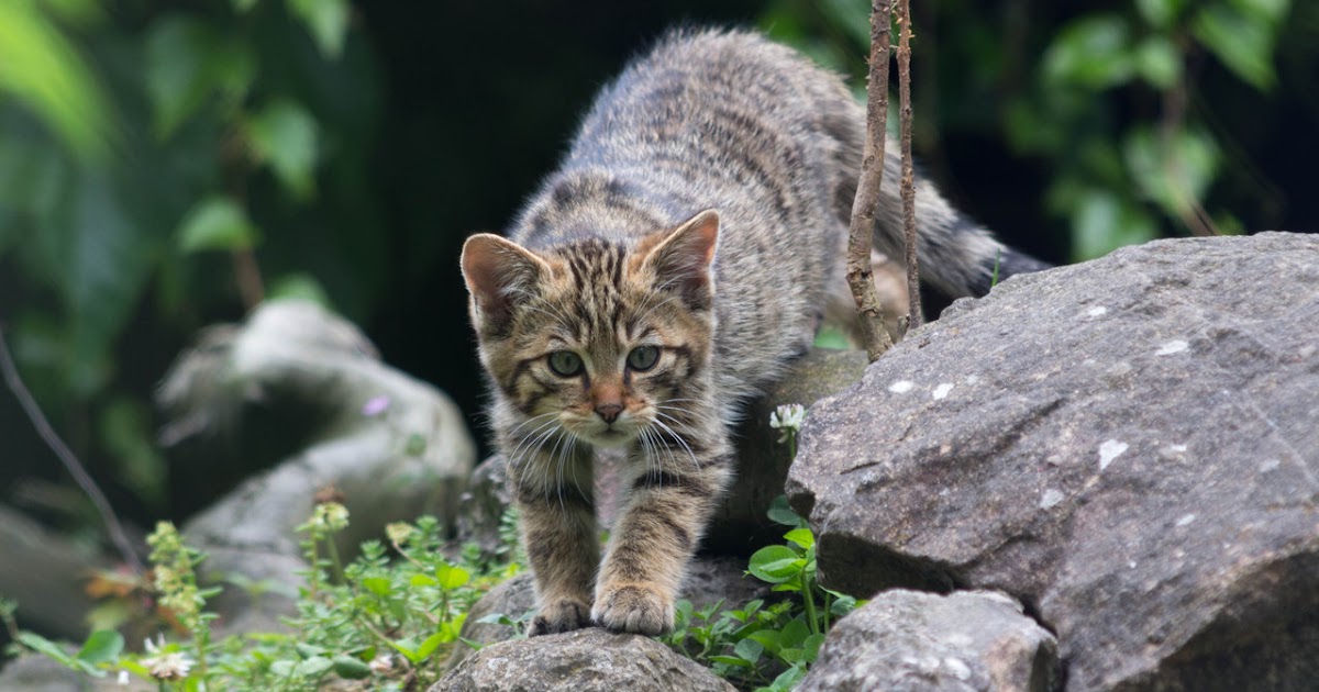 Европейский котенок фото