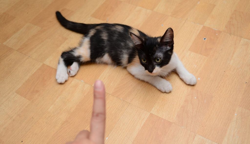 Как отучить котенка кусаться и царапаться: практические советы