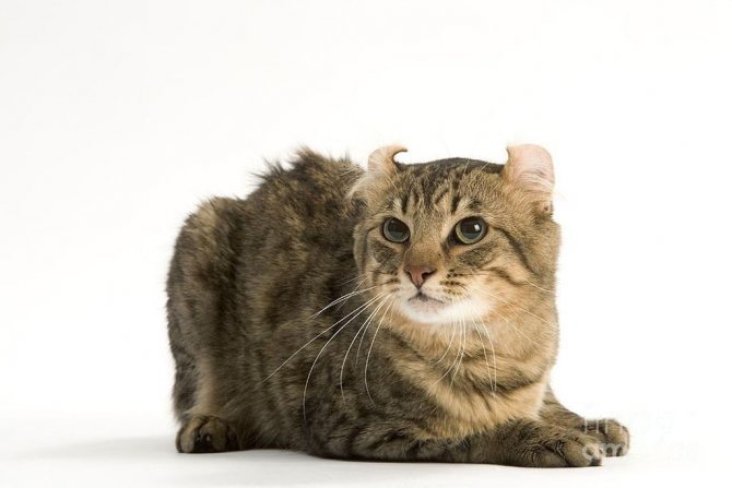 Кельтская кошка: топ интересных фактов о породе, сколько живет и чем питается, внешний вид и цена котенка, 40 фото