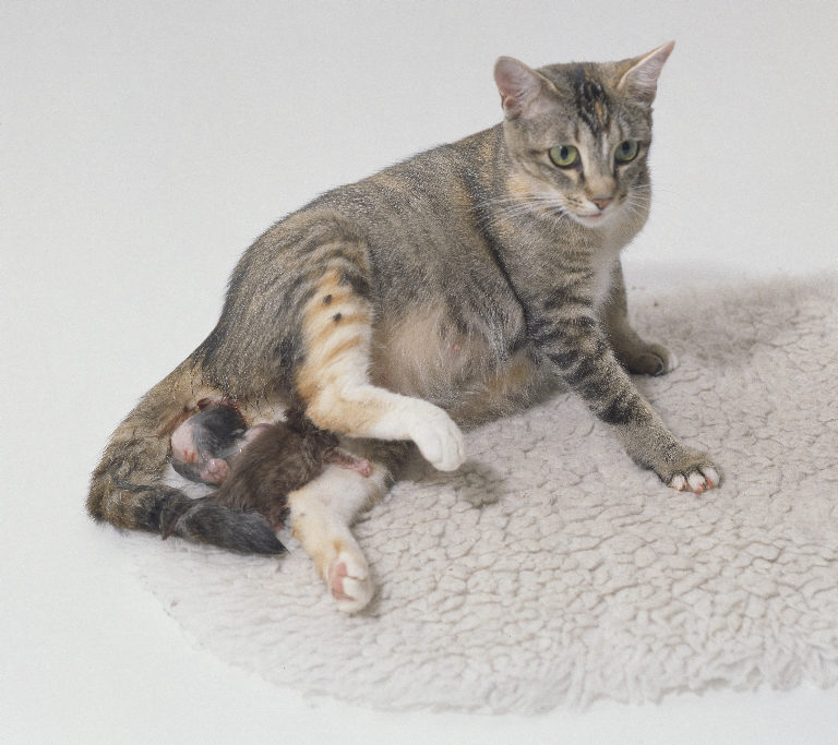 Признаки беременности у кошки: определение на раннем и позднем сроке, диагностика дома и в клинике, отличие ложной беременности от настоящей, подготовка к родам
