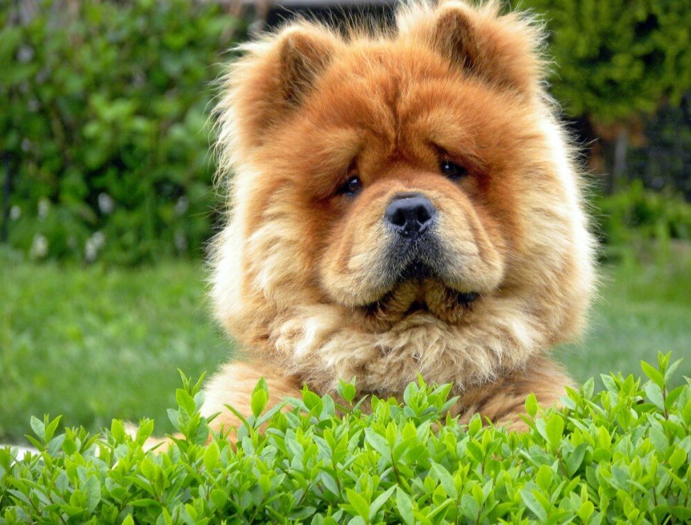 Собака чау-чау фото описание породы характер, купить щенка чау-чау цена, синий язык, отзывы владельцев