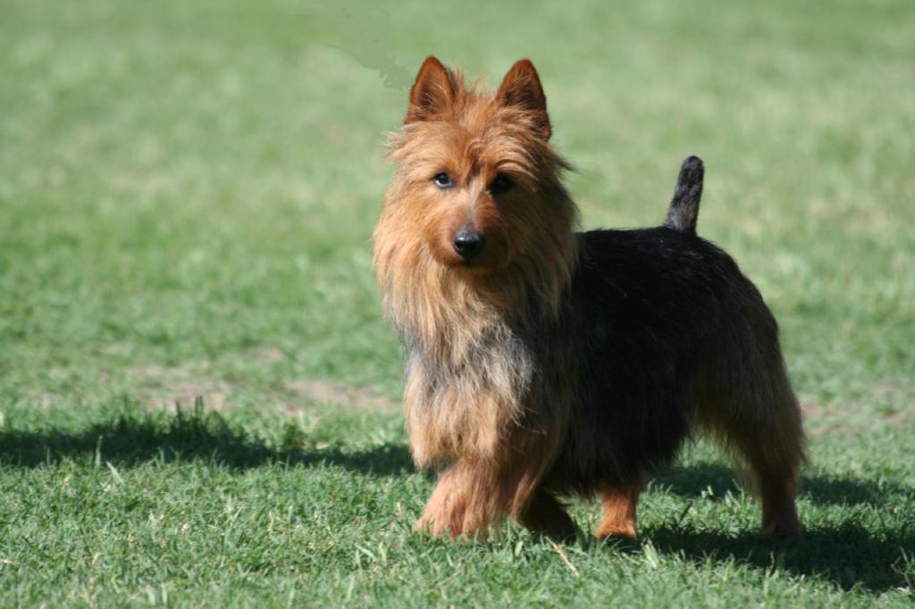 Австралийские породы собак: аусси, келпи, силки терьер