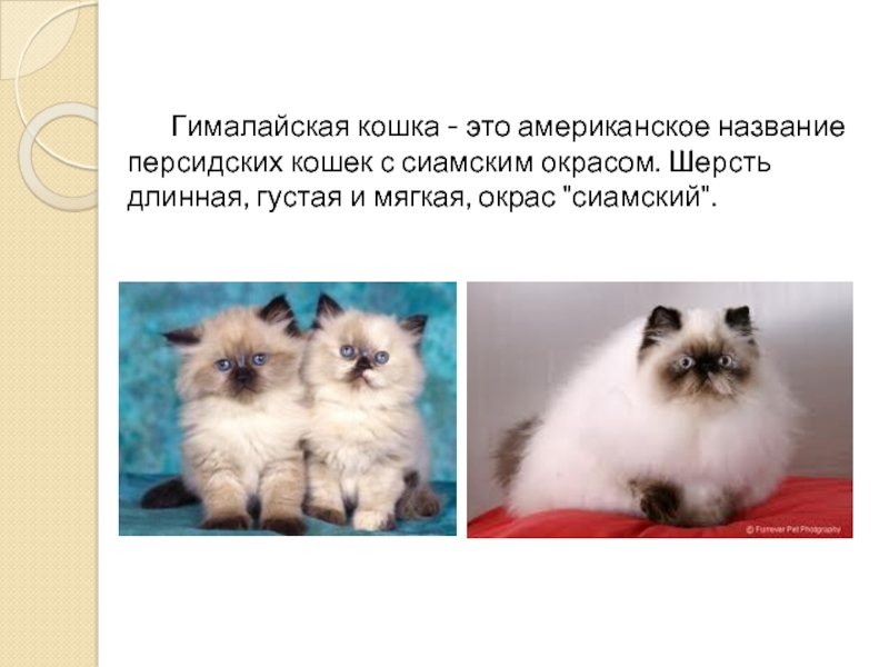 Гималайская кошка: фото, описание породы, характер, отзывы, уход, видео и цена