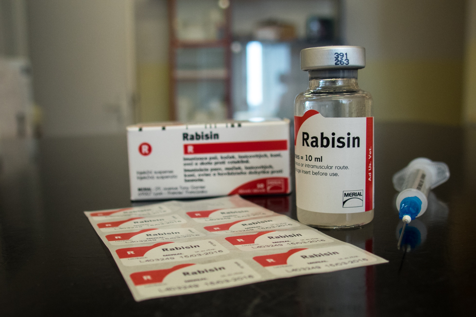 Рабизин для кошек: инструкция по применению вакцины, противопоказания к прививке