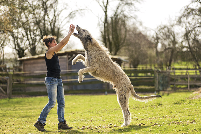 Порода собак ирландский волкодав: как ухаживать за ласковым великаном