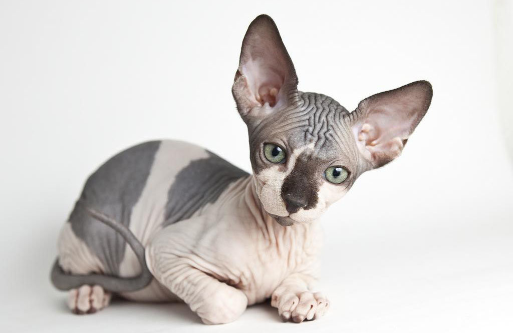Порода кошек канадский сфинкс — особенности породы, описание ухода и воспитания кошки (115 фото)