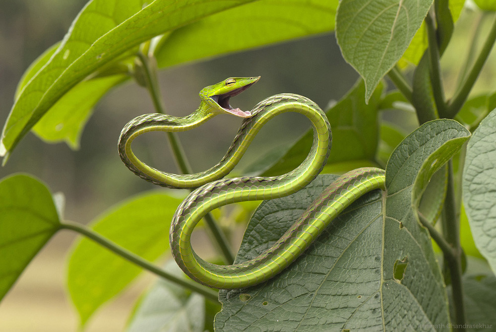 Длиннорылая плетевидка виноградная змея