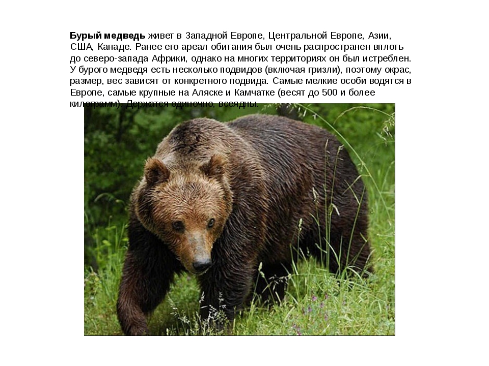 Бурый медведь порядок. Где живет бурый медведь. Где обитает бурый медведь. Где проживает бурый медведь. Медведь живу в России.