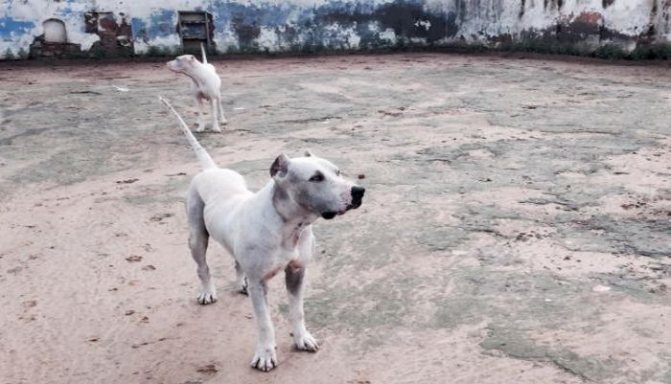 Гуль-донги (41 фото): описание породы пакистанских бульдогов, особенности характера собак, содержание