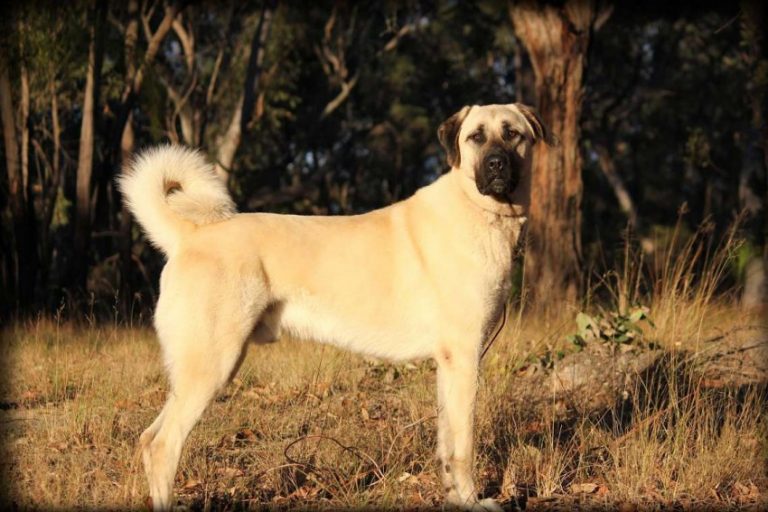 Анатолийская овчарка: карабаш, фото собаки, описание, содержание, характер