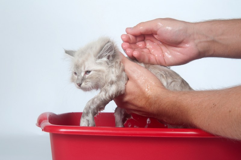 Как часто можно мыть кошку? сколько раз в месяц и в год нужно купать взрослого домашнего кота и котенка? с какой периодичностью необходимо купать длинношерстную кошку? почему кошек нельзя часто купать?