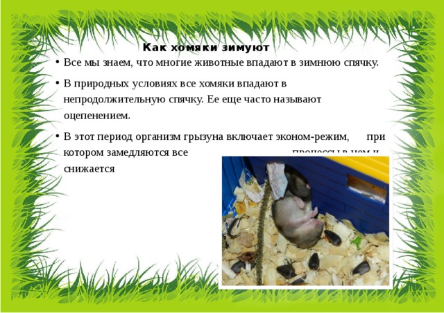 Впадают ли хомяки в спячку в домашних условиях: признаки и действия