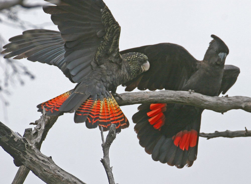 Чёрный какаду: описание пальмового попугая, уход, цена