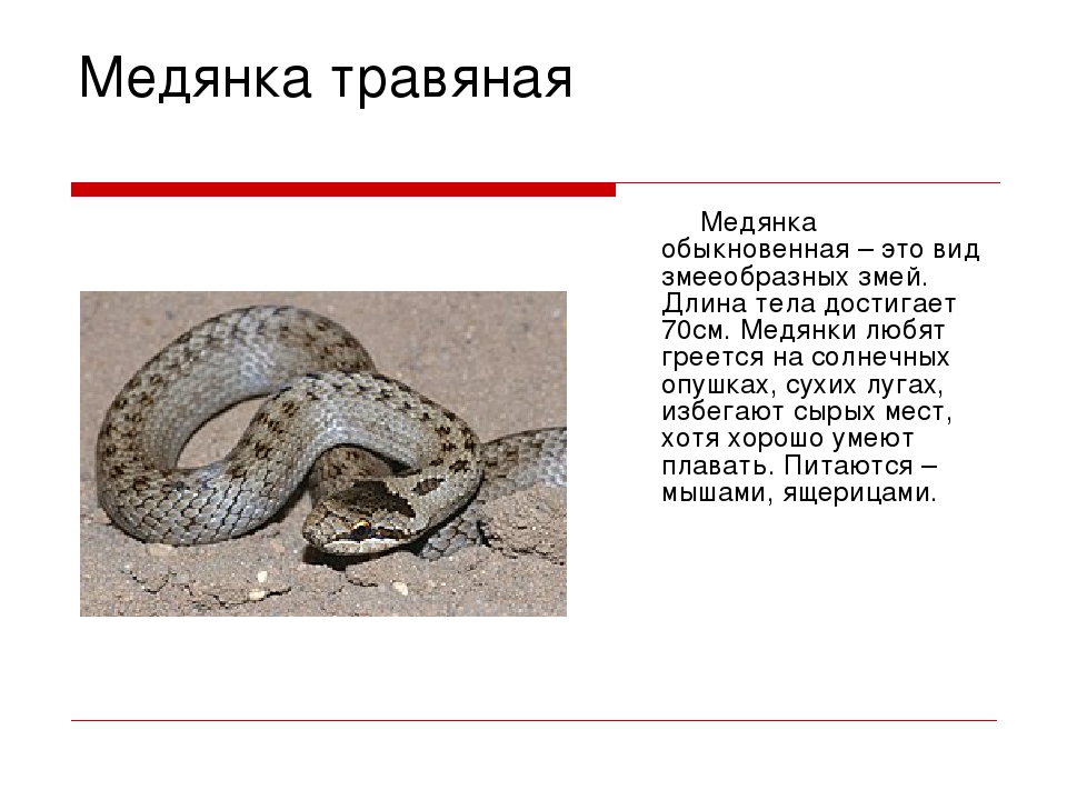 Змея медянка обыкновенная, внешний вид, описание, размножение