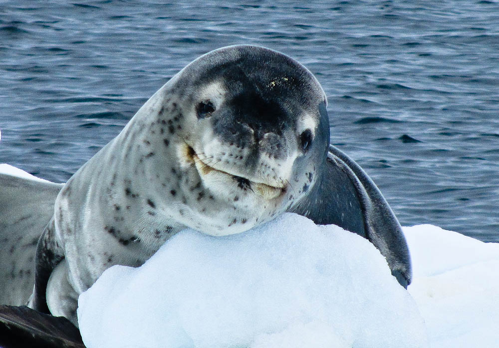 Тюлень-крабоед — описание, среда обитания, образ жизни