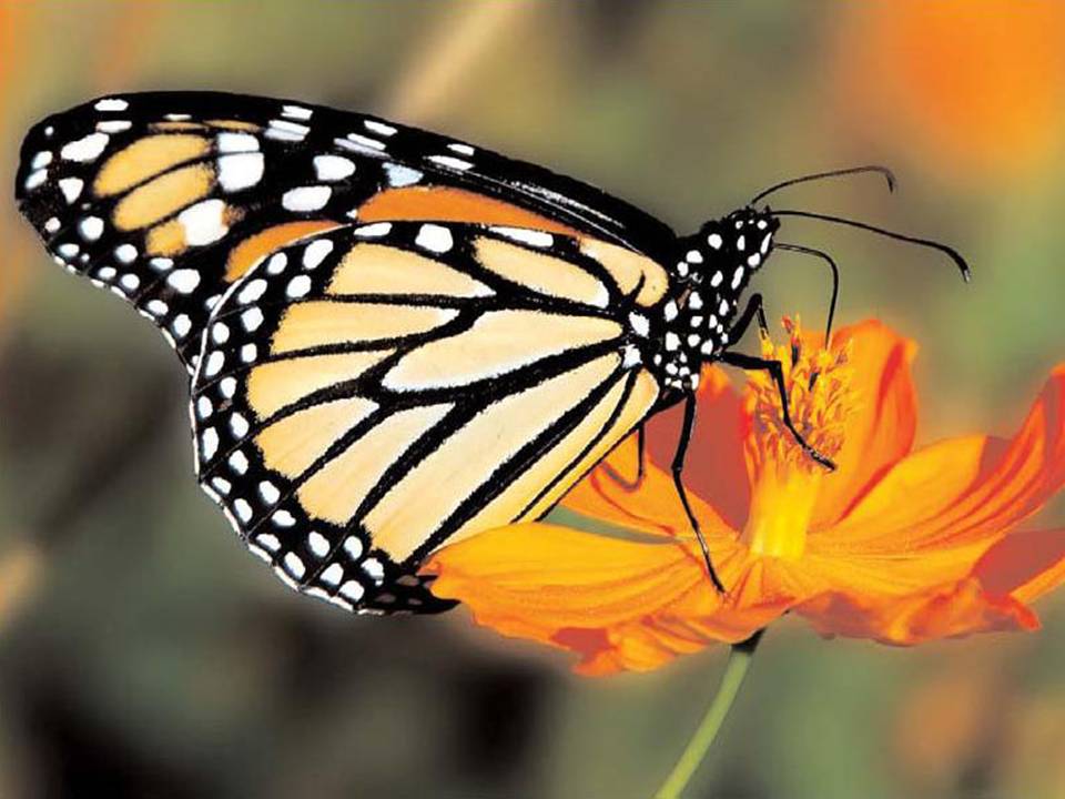 Бабочка монарх – самая необычная путешественница в природе