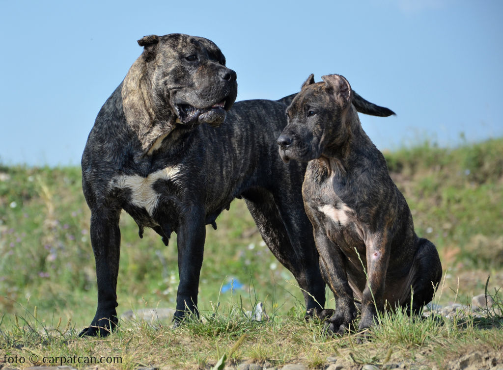Характеристика собак породы канарский дог с отзывами и фото