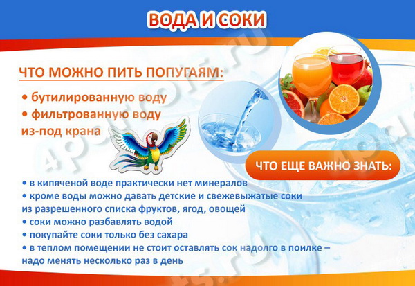 Какие фрукты можно давать волнистым попугаям? банан и мандарины, яблоки и киви, апельсины и ананас, груша и другие лакомства для попугайчиков